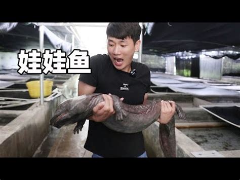 娃娃魚價格|【娃娃魚】娃娃魚怎麼養 娃娃魚的分類 娃娃魚多少錢一斤